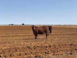 Available Bonsmara Cattle