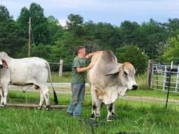 Vaccinated Brahman Bulls and Heifer for Sale