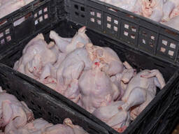 Frozen Whole Chicken — 25 kg