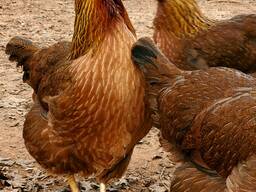 Welsummer chickens for sale