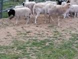 Where can i buy Dorper and Merino Lambs - photo 1