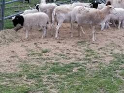 Where can i buy Dorper and Merino Lambs