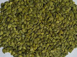 Wholesale shine skin pumpkin seeds kernels with good price - photo 1