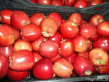 Яблоки apples - фото 4