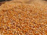 Yellow Maize for sale - photo 1