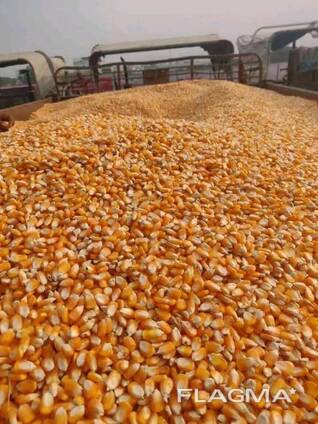Yellow Maize for sale