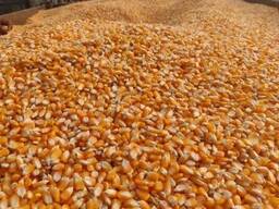 Yellow Maize for sale