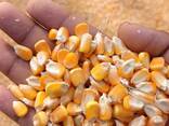 Yellow Maize for sale - photo 2