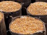 Yellow Maize for sale - photo 3
