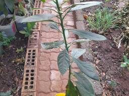 Young avocado trees for sale in bulk for farmers