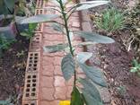 Young avocado trees for sale in bulk for farmers - photo 1