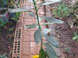 Young avocado trees for sale in bulk for farmers - photo 3