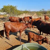 Williams Thando All livestock trade